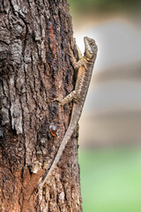 Brazilian Wildlife is very beautiful have many species with colorful variables. Are apes, lizards, mammals, felins, caimans, cats, bats, crabs and many others.