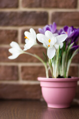 Obraz na płótnie Canvas White and purple crocuses. Spring flowers in the interior