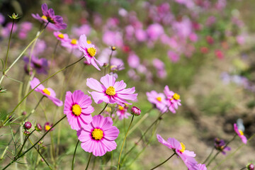 Pink Cosmos Flowers in full bloom
