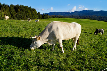 cows grazing on the lush green alpine meadows with the scenic  Bavarian Alps in the background in...