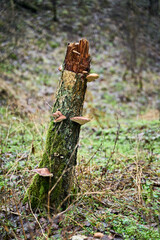 Stary, połamany pień brzozy na leśnej polanie pokryty grzybami