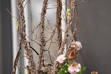 There is a large pot with a decorative tree near the cafe on the street of the old town. View in perspective
