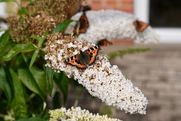 The yellow orange butterfly is on the white pink flowers in the green grass fields