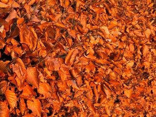Close up of red golden leaves, Red orange gold autumn natural bushes background. Small leaves tremble in the wind. The perfect fall color.