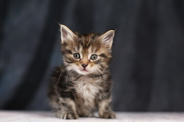 Portrait of funny beautiful small baby kitten. studio background. Breed Kurilian bobtail