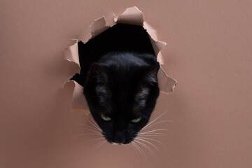 Tuxedo cat sticks it's head through a whole shredded in paper