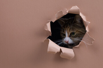 A tabby colored cat lurks at a prey through a shredded hole