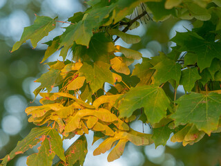 Nahaufnahme von geflügelten Samen des Spitzahorns (Acer platanoides) an einem kleinen Zweig.
