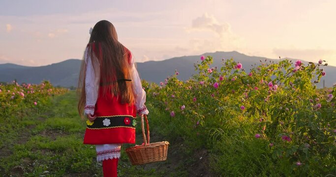 Bulgarian girl symbol of bulgarian beauty and strong spirit walking through rose field of oil bearing roses damascena in the morning 4K video, mountains on nature background