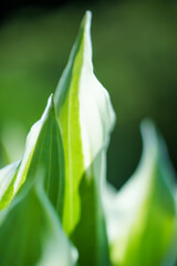 green leaves with shallow depth of field and blurred background. Close up