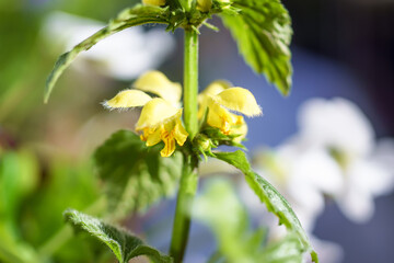 yellow nettle (Lamium purpureum) Close up