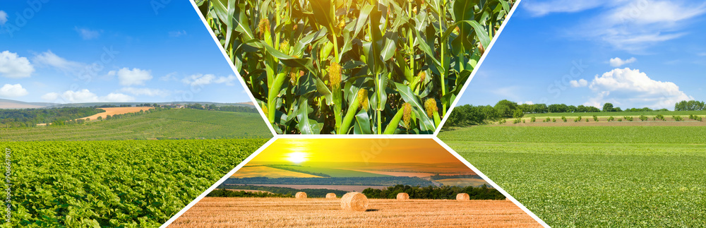 Wall mural photocollage of agricultural fields. wide photo.