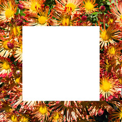 Bright orange chrysanthemums in an autumn flowerbed. Frame with free space for text.