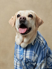 A cheerful Labrador in a blue plaid shirt personifies joy, its tongue lolling in a happy pant. Pet in clothes 