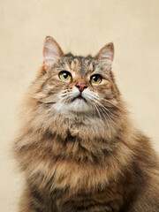 An attentive long-haired tabby cat gazes upward, its fur a mix of earth tones against a neutral...