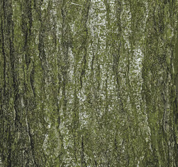 Illustration of Honey locust or bark texture Gleditsia triacanthos. Natural leather nature background.