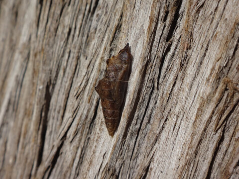 Pupa of small white, cabbage white butterfly (Pieris rapae) on the trunk of a juniper tree