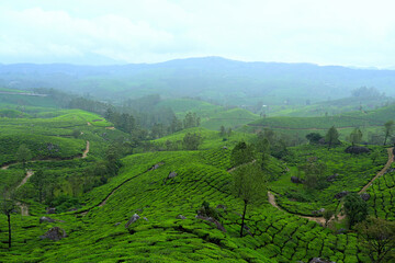 Fototapeta premium Tea plantation hump seen in the lower to mid foreground