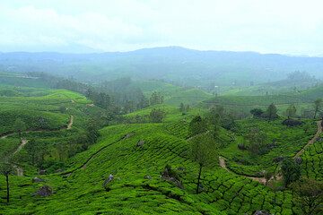 Tea plantation hump seen in the lower to mid foreground