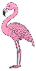 pink flamingo bird