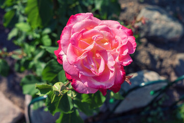 Pink rose flower in a sunny garden.