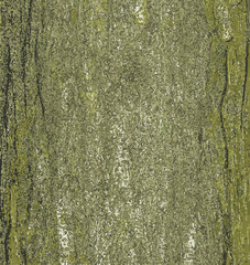 Illustration of Honey locust or bark texture Gleditsia triacanthos. Natural leather nature background.