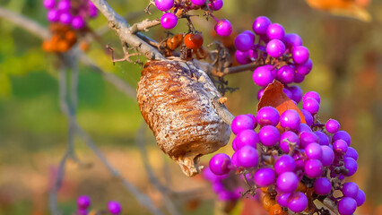 Cocoon with praying mantis eggs on a branch with purple fruits (Callicarpa bodinieri)