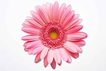 Gerbera flower isolated on white background