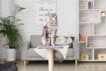 Maine Coon cat on scratching post in living room