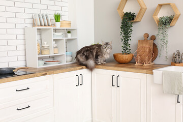 Maine Coon cat on counter in kitchen