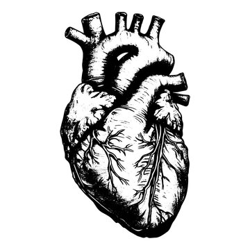 hand drawn anatomical heart