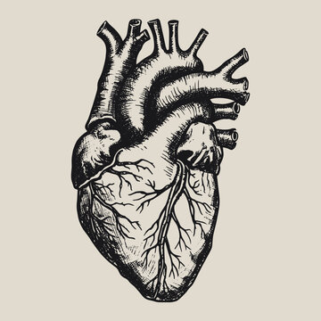 hand drawn anatomical heart