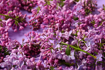 Blooming lilac flowers as background