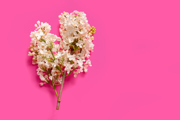Obraz premium Blooming lilac flowers on pink background