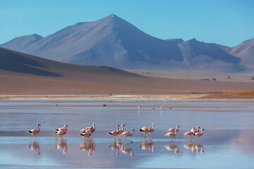 Flamingo in Bolivia