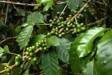 Immature green coffee on plants growing in Colombia - Coffea