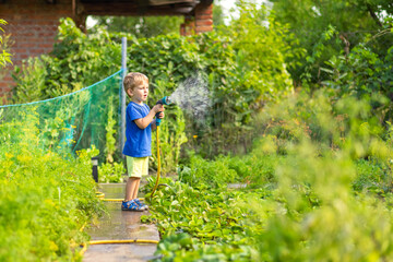 Naklejka na ściany i meble Young Boy Watering Garden Plants with Hose
