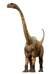 Brachiosaurus on white background