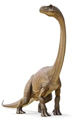 Brachiosaurus on white background