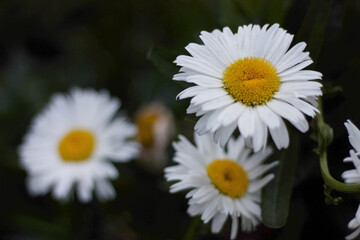 marguerites against a dark background