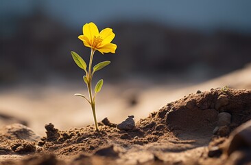 a small yellow flower that is growing in the dirt