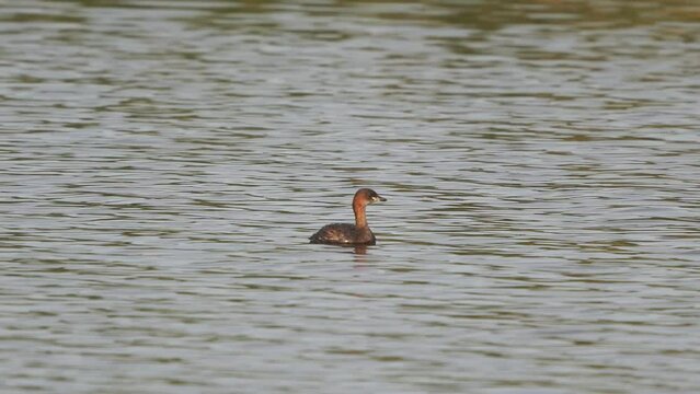 A little grebe (Tachybaptus ruficollis) also known as dabchick swimming on shallow water