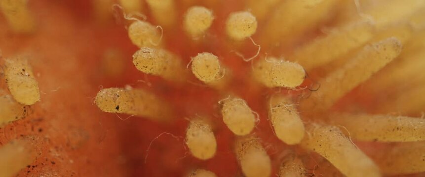 Strange glowing tentacles in close up.