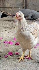 white hen outdoors