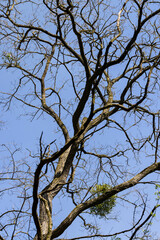 tree branches in the sunlight in spring