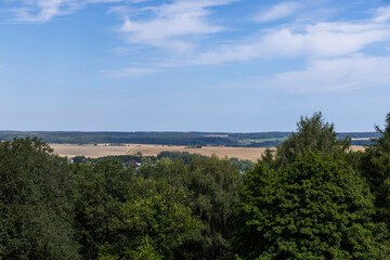 a large number of different deciduous trees in the summer