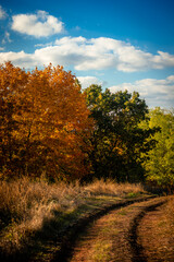 Fototapeta premium Lake an forest in autumn colors . Yellow trees and grass . Landscape in autumn 