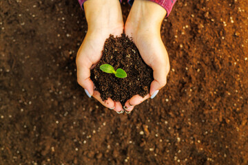Hands Cradling Soil and Young Plant