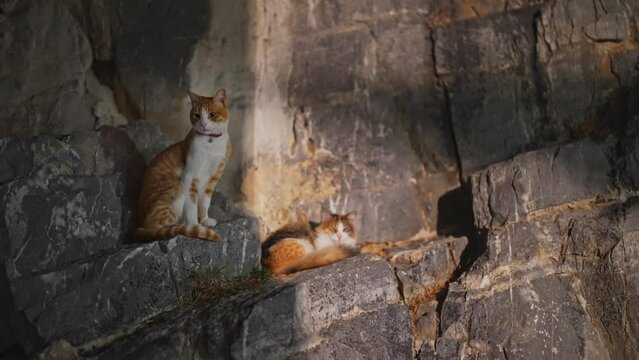 Ginger domestic cats rest on a rock.