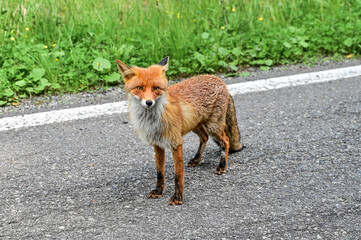 Naklejka na ściany i meble red fox vulpes (Vulpes vulpes) looks at the camera on the road of Transfagarasan, Transylvania Romania